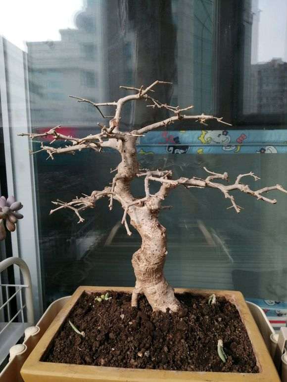 这颗对节白蜡下山桩 价格400 怎么样