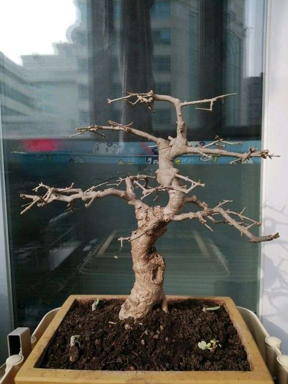 这颗对节白蜡下山桩 价格400 怎么样