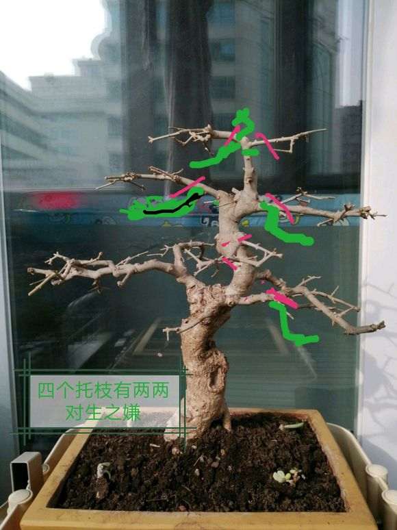 这颗对节白蜡下山桩 价格400 怎么样