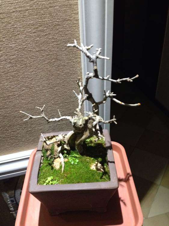 为什么对节白蜡对土质要求不严 图片