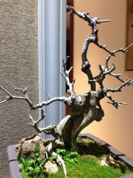 为什么对节白蜡对土质要求不严 图片