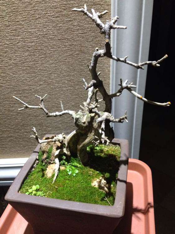 为什么对节白蜡对土质要求不严 图片