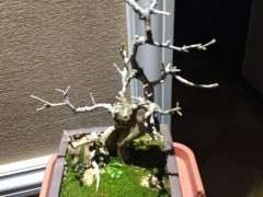 为什么对节白蜡下山桩对土质要求低 图片