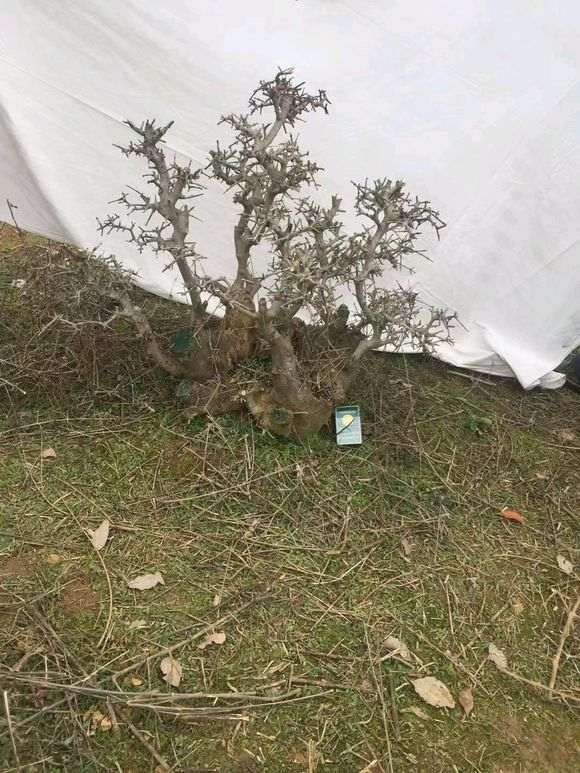 修剪9年的对节白蜡下山桩 怎么样 图片