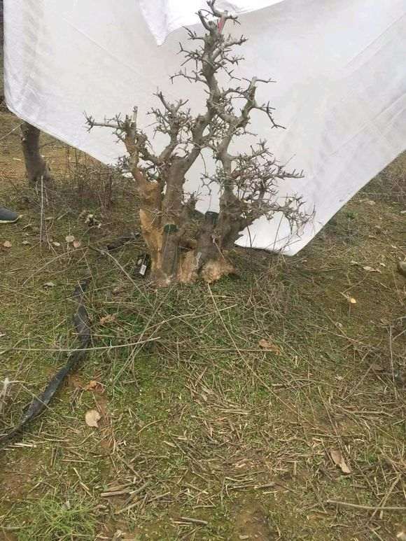 为什么对节白蜡下山桩3年能养好 图片