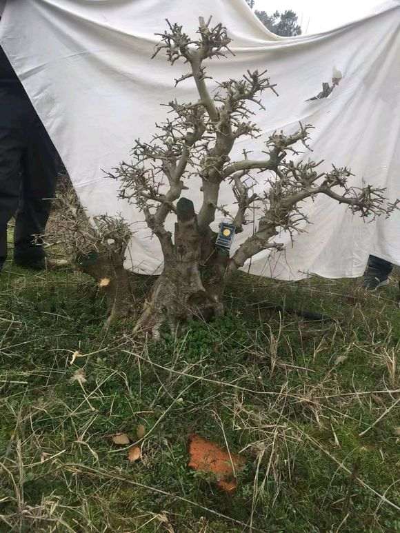 为什么对节白蜡下山桩3年能养好 图片