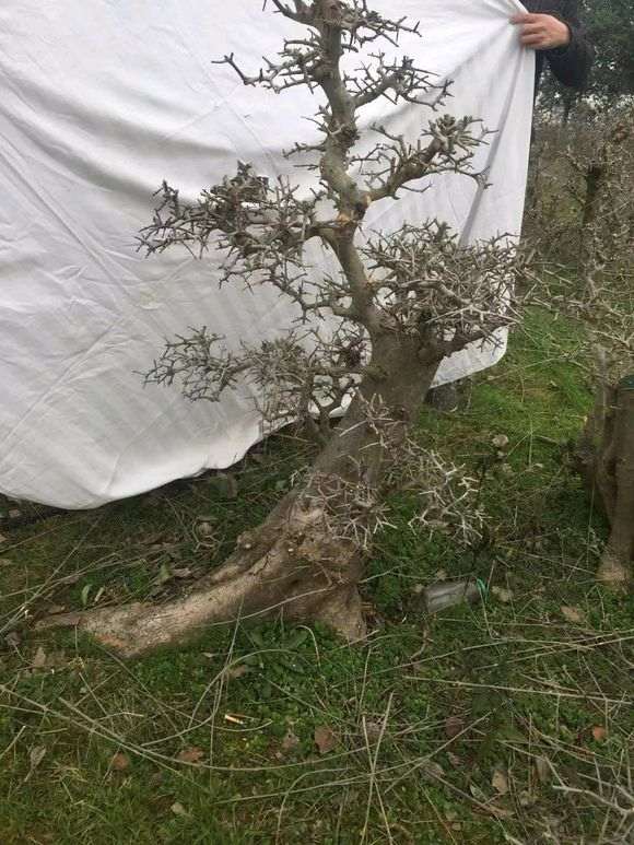 为什么对节白蜡下山桩3年能养好 图片