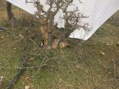 为什么对节白蜡下山桩3年能养好 图片