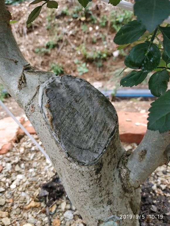 对节白蜡下山桩的大断面怎么处理 图片