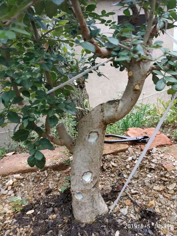 对节白蜡下山桩的大断面怎么处理 图片