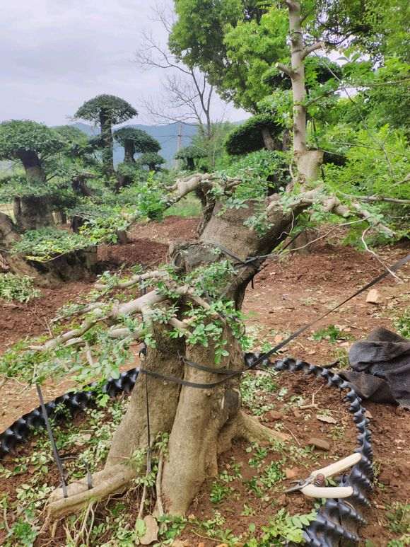 地养十年对节白蜡下山桩 养功怎么样
