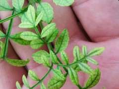 为什么对节白蜡下山桩叶子颜色这样 图片