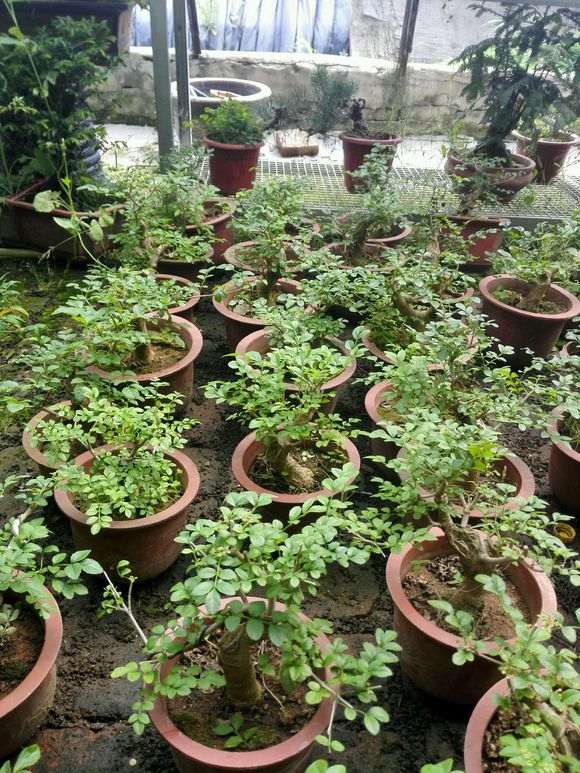 白蜡和对节白蜡下山桩有什么区别 图片