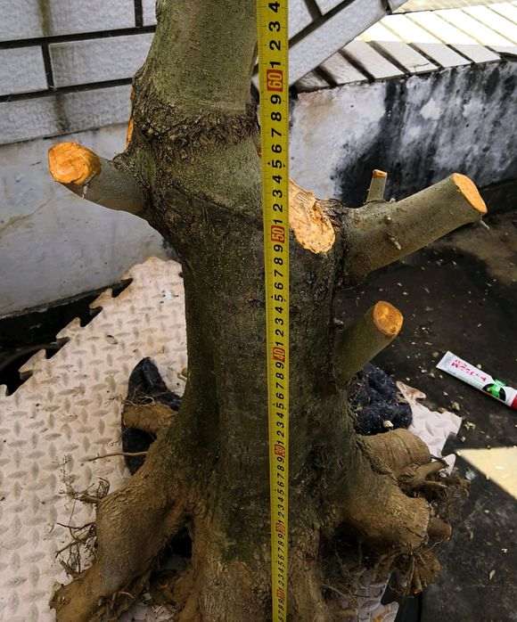 对节白蜡下山桩怎么上盆的方法 图片