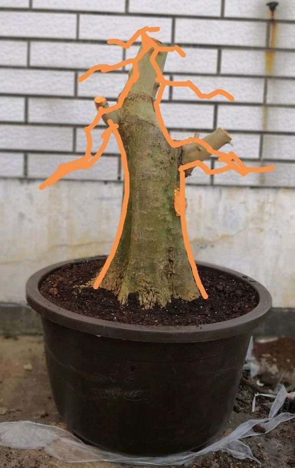 对节白蜡下山桩怎么上盆的方法 图片