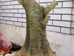 对节白蜡下山桩怎么上盆的方法 图片