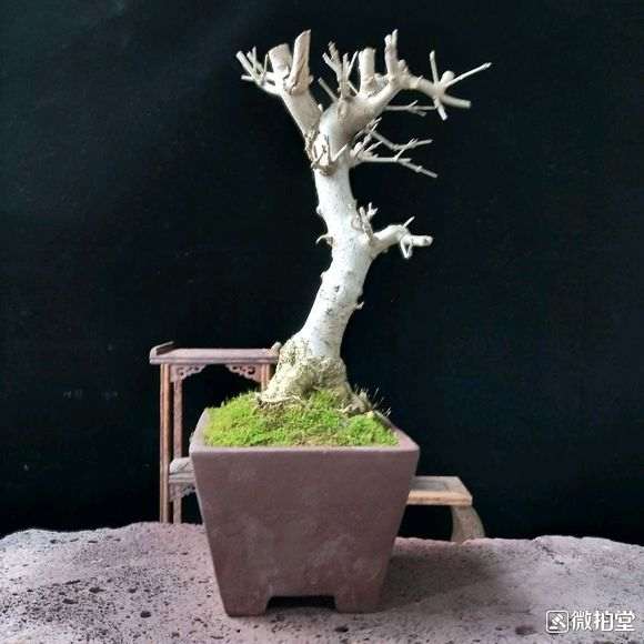 对节白蜡下山桩出现烂根 怎么办 图片