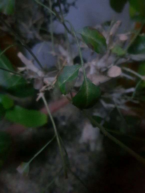 对节白蜡下山桩出现烂根 怎么办 图片