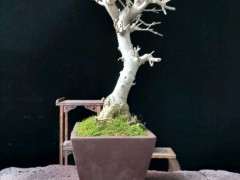 对节白蜡下山桩出现烂根 怎么办 图片