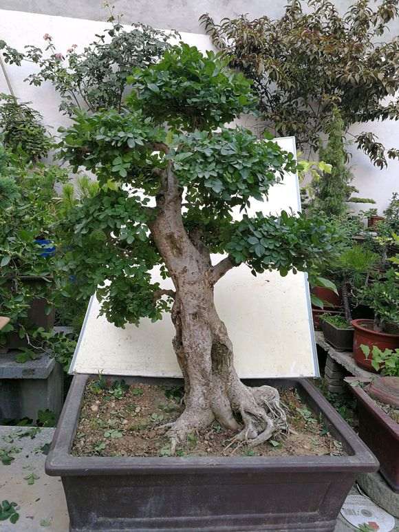 对节白蜡下山桩怎么修剪的方法 图片