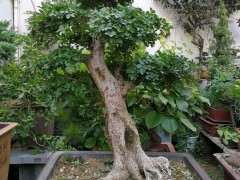 对节白蜡下山桩怎么修剪的方法 图片