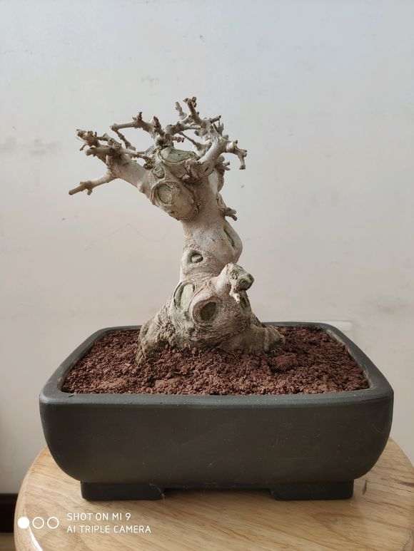 对节白蜡下山桩怎样修剪比较好 图片