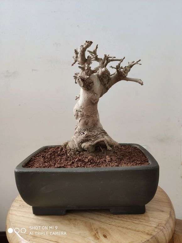 对节白蜡下山桩怎样修剪比较好 图片