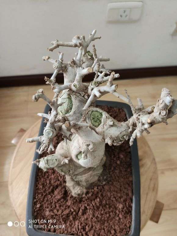 对节白蜡下山桩怎样修剪比较好 图片