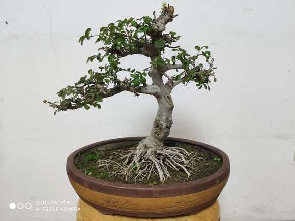 对节白蜡下山桩怎样修剪比较好 图片