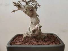 对节白蜡下山桩怎样修剪比较好 图片