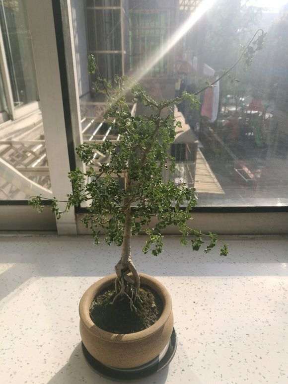 为什么对节白蜡下山桩叶子耷拉下来了