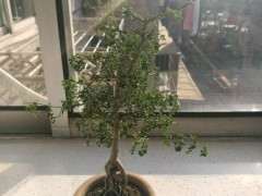 为什么对节白蜡下山桩叶子耷拉下来了