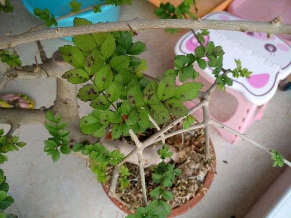 为什么对节白蜡下山桩的新叶是这样