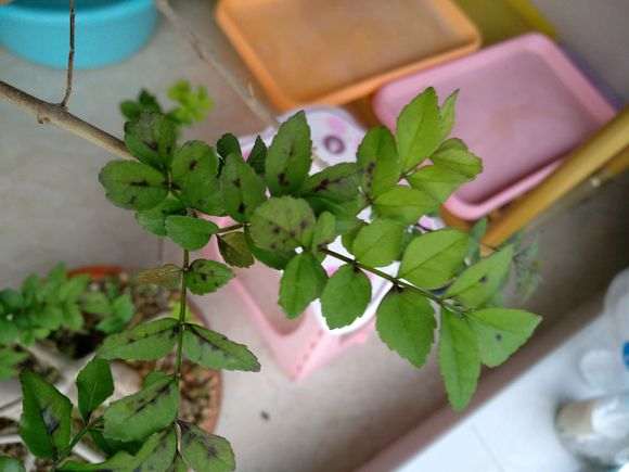 为什么对节白蜡下山桩的新叶是这样