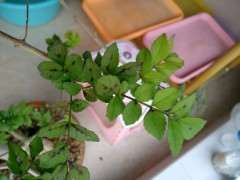 为什么对节白蜡下山桩的新叶是这样