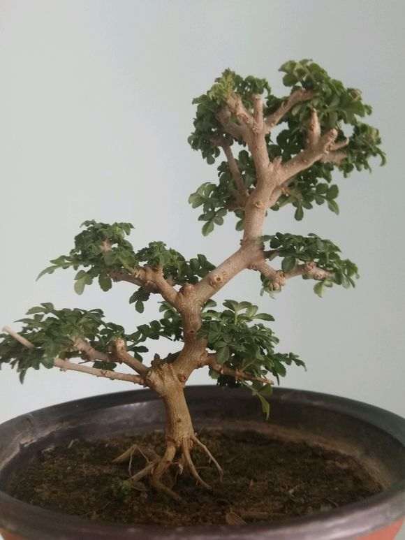 对节白蜡下山桩的扦插怎么做 图片