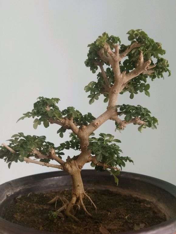 对节白蜡下山桩的扦插怎么做 图片