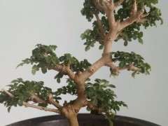 对节白蜡下山桩的扦插怎么做 图片