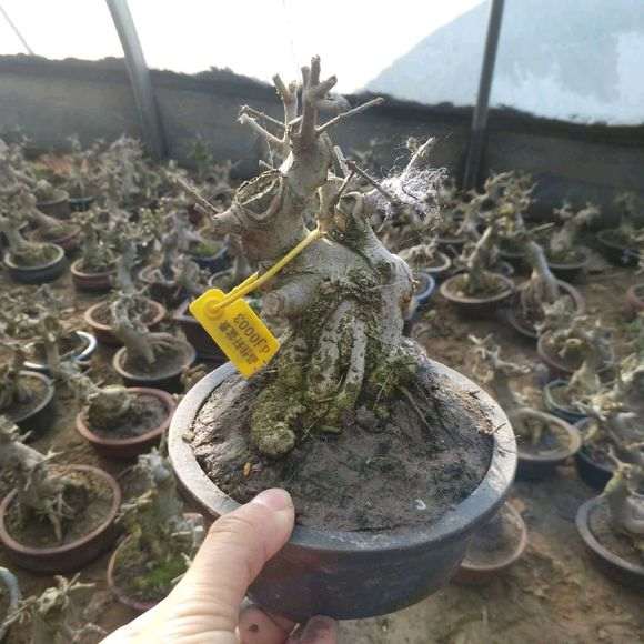 对节白蜡下山桩分大叶与小叶吗 图片