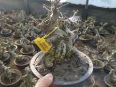 对节白蜡下山桩分大叶与小叶吗 图片