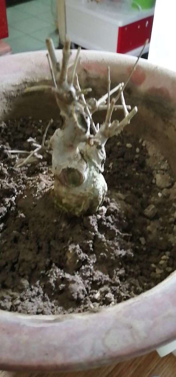 对节白蜡下山桩请问怎么养护 图片