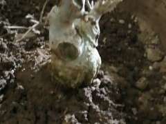 对节白蜡下山桩请问怎么养护 图片