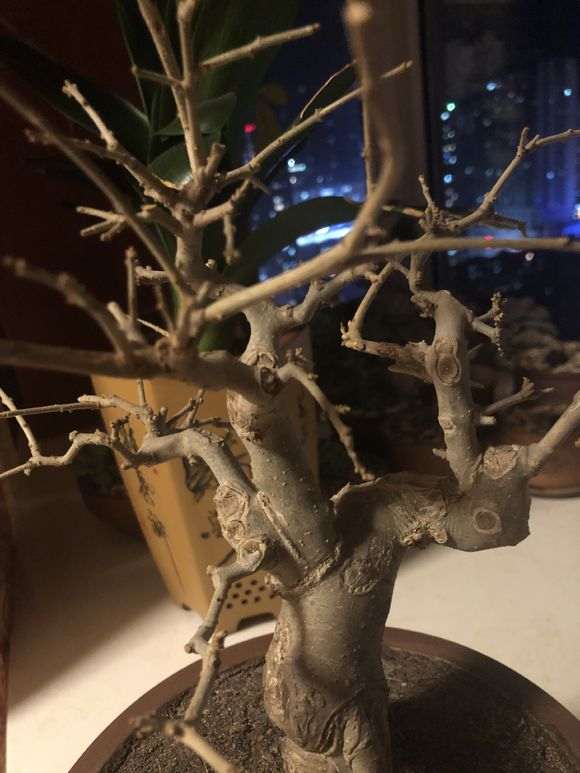 对节白蜡下山桩 还不发芽 怎么办 图片