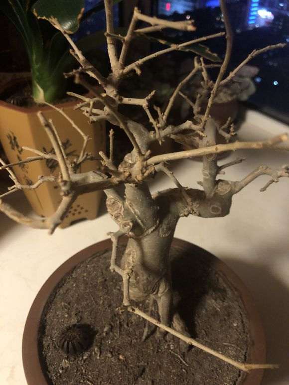 对节白蜡下山桩 还不发芽 怎么办 图片