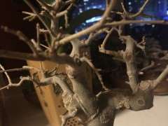 对节白蜡下山桩 还不发芽 怎么办 图片