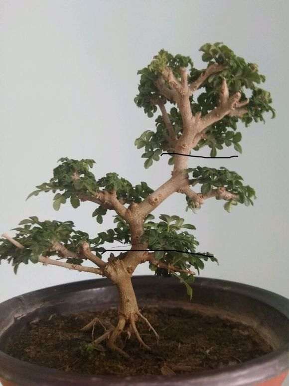 70买了个对节白蜡下山桩 贵吗 图片