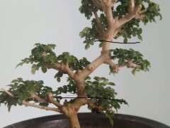 70买了个对节白蜡下山桩 贵吗 图片