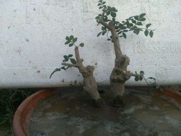 8月份 对节白蜡下山桩可以移植吗 图片