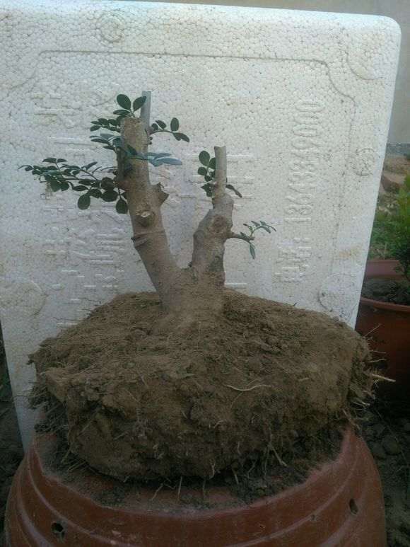 8月份 对节白蜡下山桩可以移植吗 图片