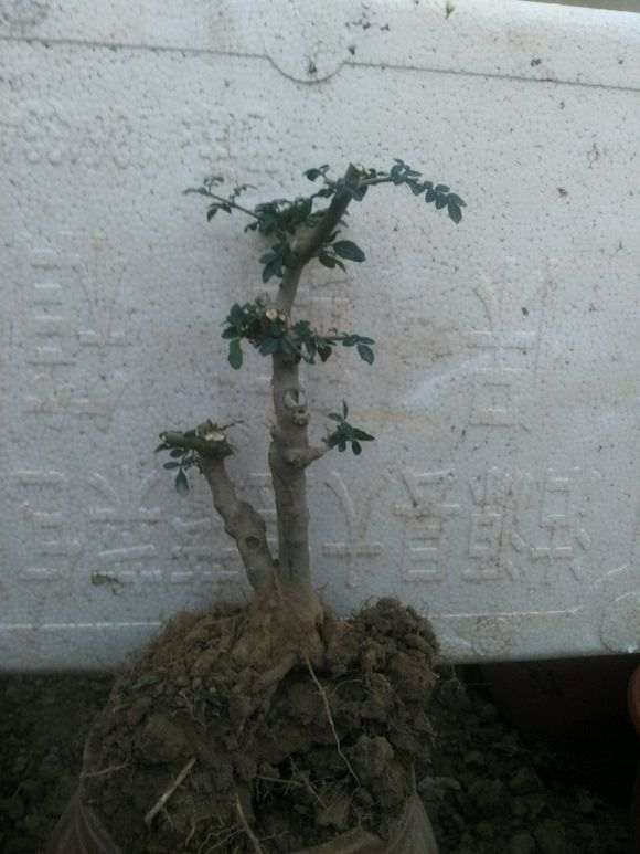 8月份 对节白蜡下山桩可以移植吗 图片